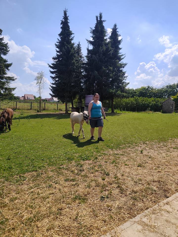 Veulen (ml) Andere pony rassen Te koop 2025 Cr&egrave;me