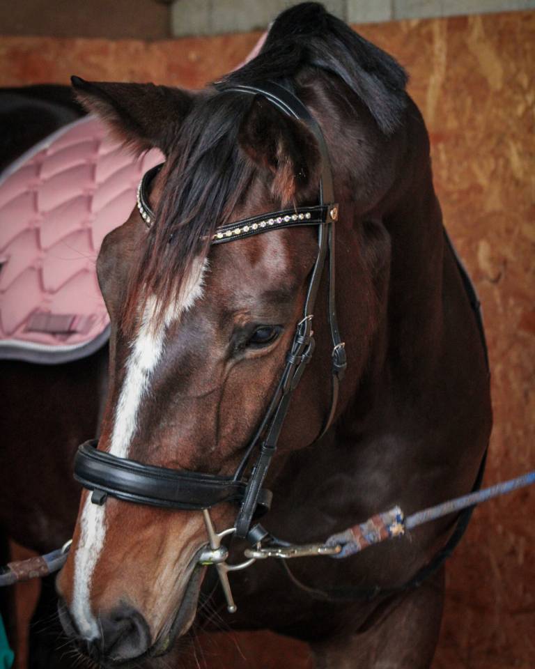 Merrie Selle Fran&ccedil;ais Te koop 2016 Donker bruin / bai ,  EPSOM GESMERAY