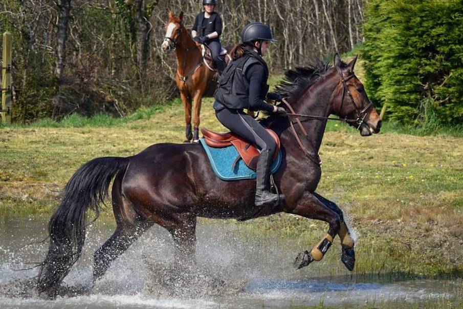 Merrie Selle Fran&ccedil;ais Te koop 2016 Donker bruin / bai ,  EPSOM GESMERAY