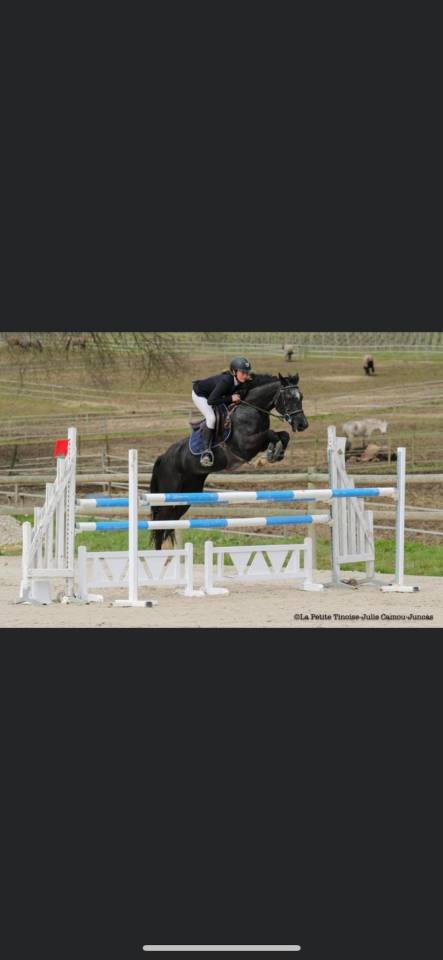 Draagmerrie Bekend ras Te koop 2009 Schimmel
