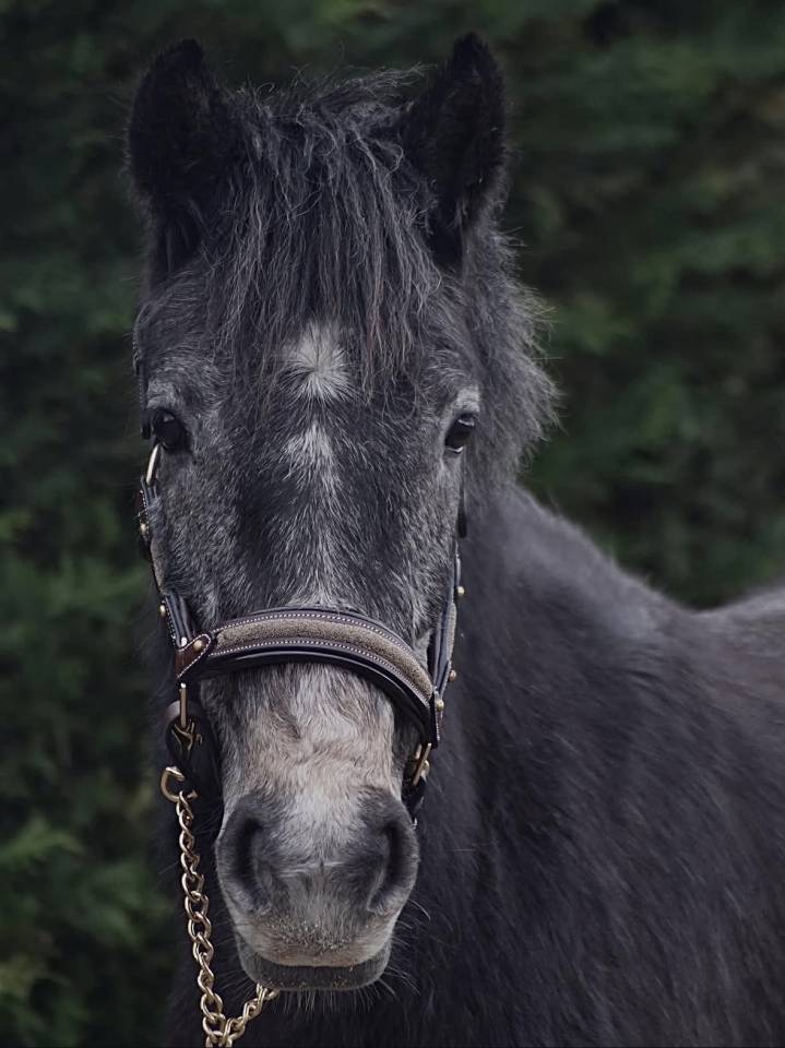 Merrie Connemara Te koop 2023 Schimmel