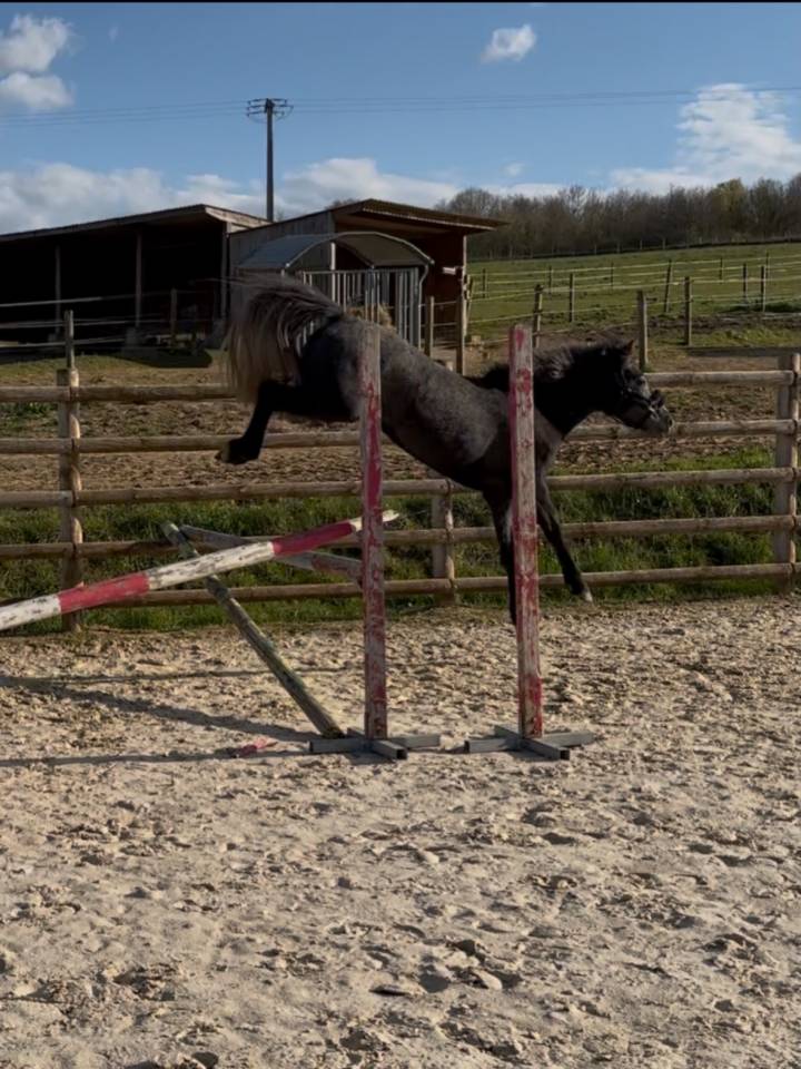 Merrie Connemara Te koop 2023 Schimmel
