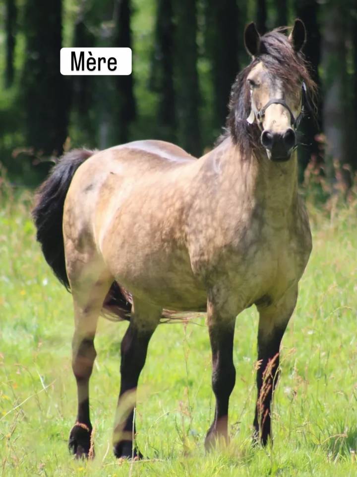 Merrie Connemara Te koop 2023 Schimmel