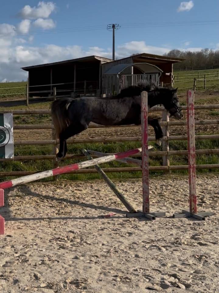 Merrie Connemara Te koop 2023 Schimmel
