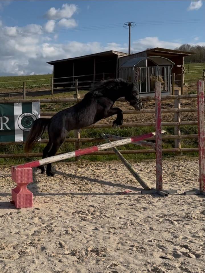 Merrie Connemara Te koop 2023 Schimmel