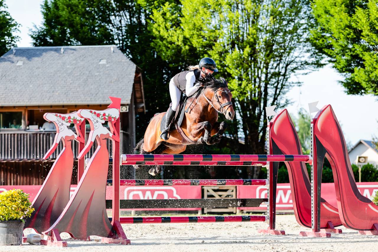 Dekhengst Franse rijpony PFS Te koop 2019 Bruin / Bai ,  RASMUS SL