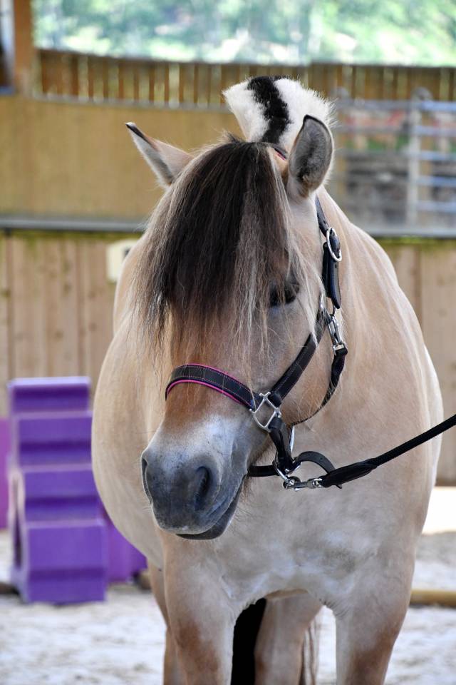 Merrie Fjord Te koop 2018 Isabel