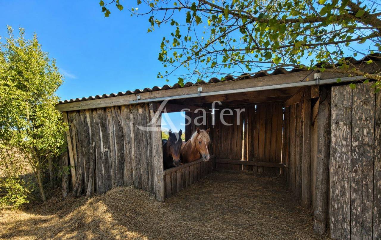 Hippisch vastgoed Koop tarn