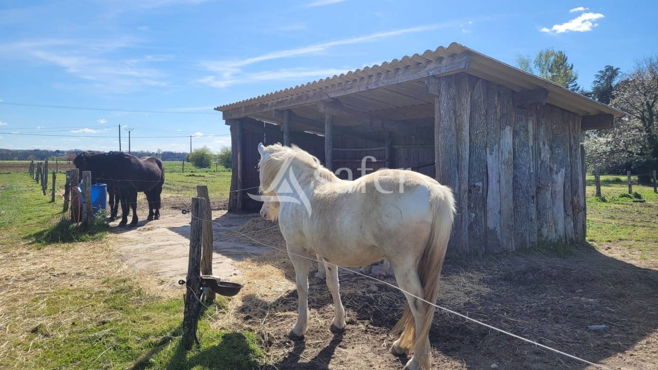 Hippisch vastgoed Koop tarn