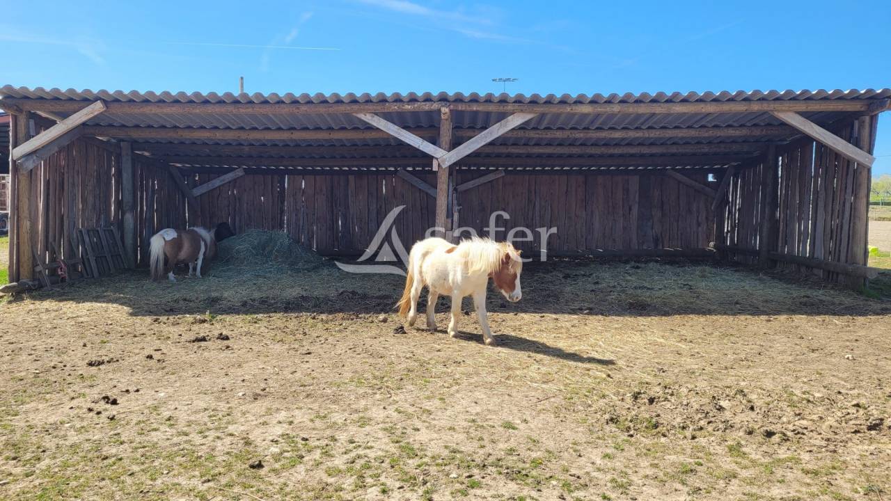 Hippisch vastgoed Koop tarn