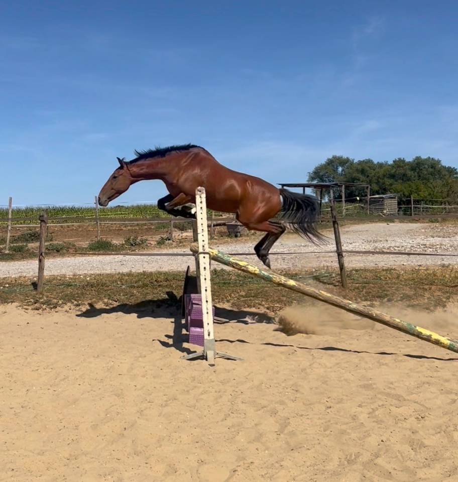 Ruin Ras onbekend Te koop 2019 Donker bruin / bai