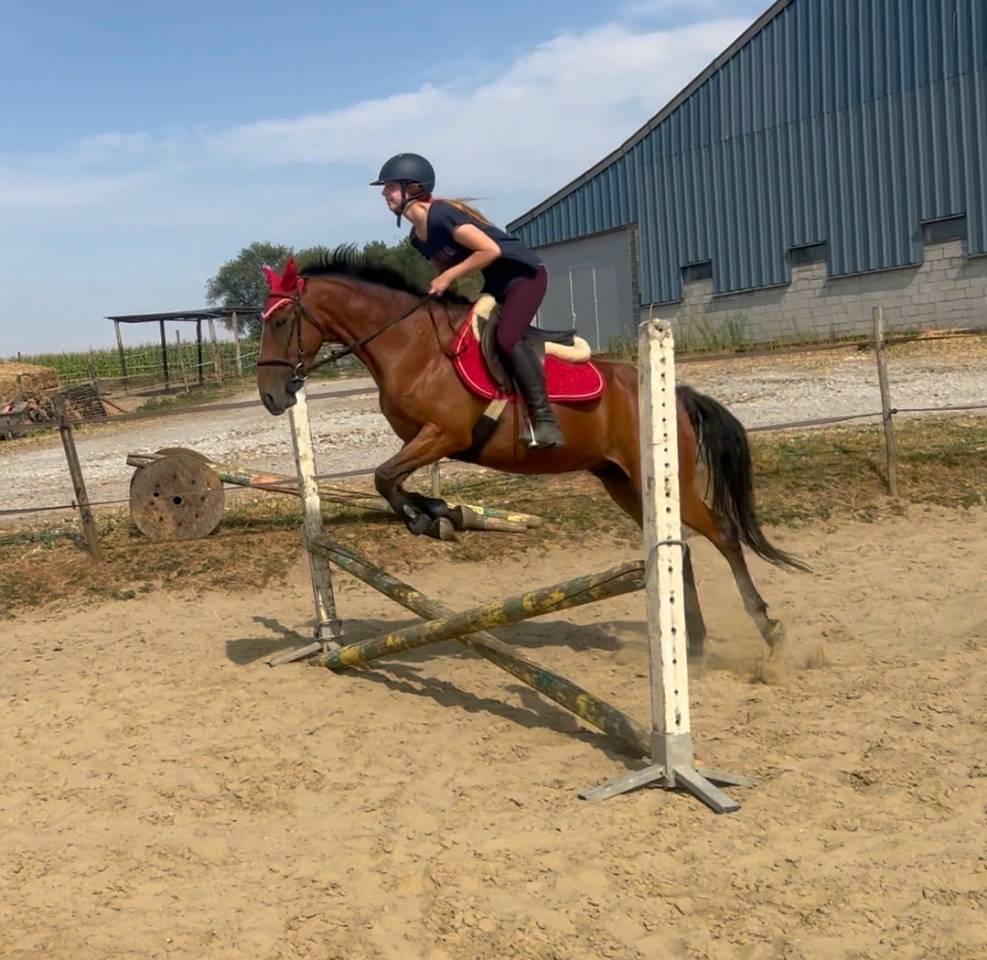 Ruin Ras onbekend Te koop 2019 Donker bruin / bai
