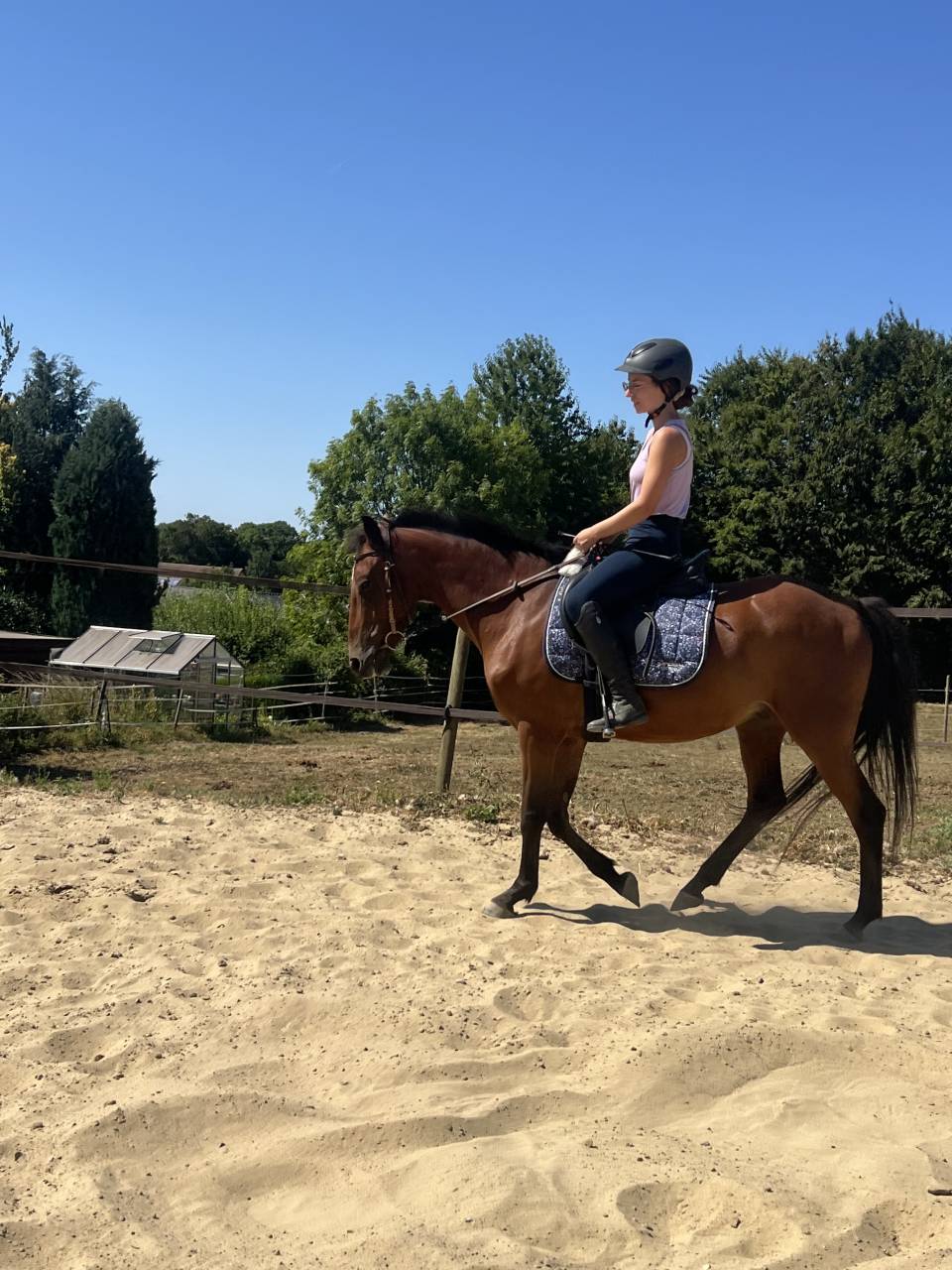 Ruin Ras onbekend Te koop 2019 Donker bruin / bai
