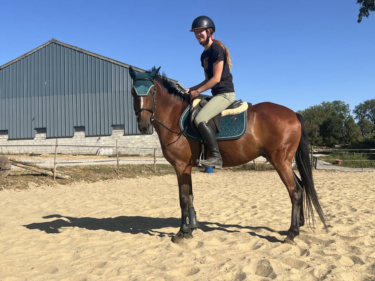 Ruin Ras onbekend Te koop 2019 Donker bruin / bai