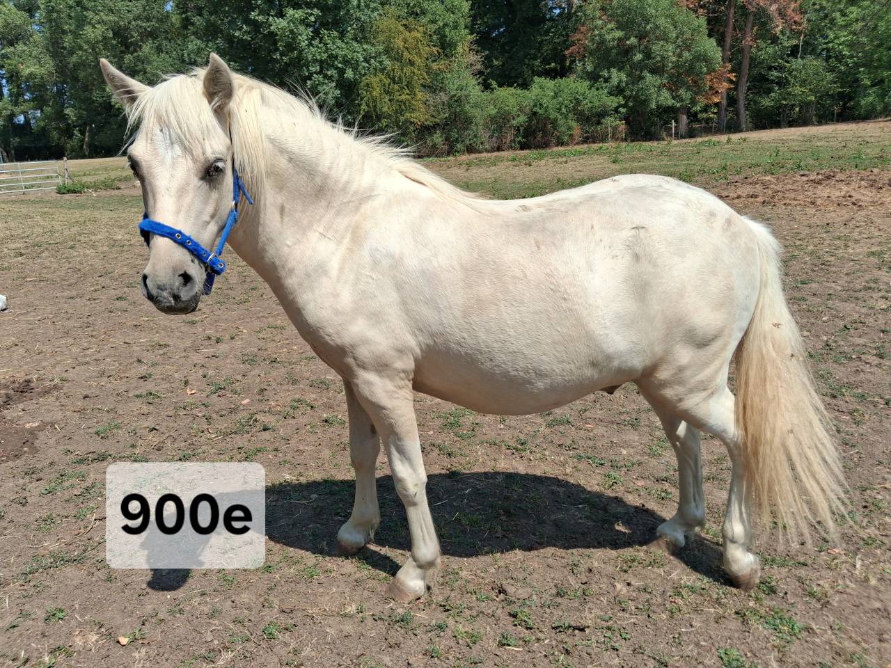 Hengst Ras onbekend Te koop 2025 Bont