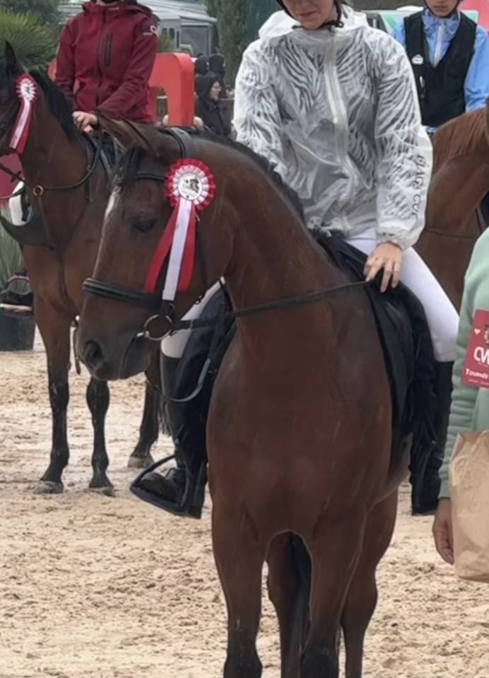 Ruin Franse rijpony PFS Te koop 2017 Donker bruin / bai