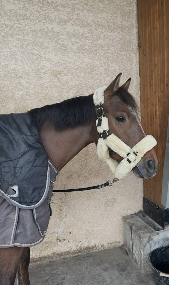 Ruin Franse rijpony PFS Te koop 2017 Donker bruin / bai