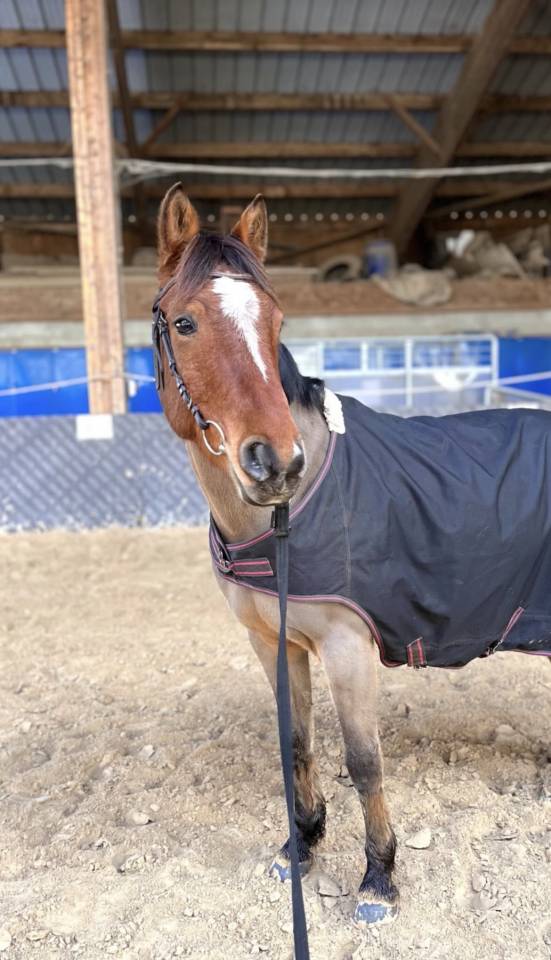Ruin Franse rijpony PFS Te koop 2017 Donker bruin / bai