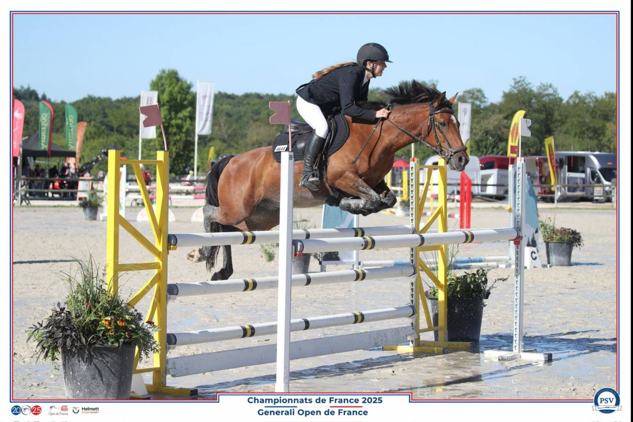 Ruin Franse rijpony PFS Te koop 2017 Donker bruin / bai