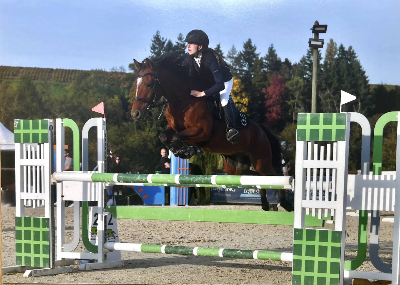 Ruin Franse rijpony PFS Te koop 2017 Donker bruin / bai