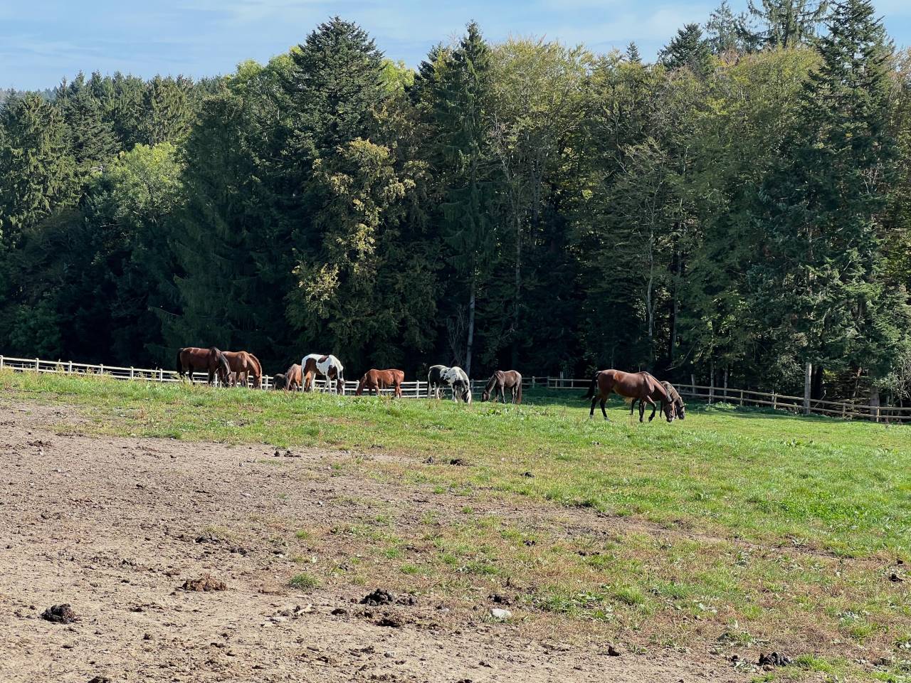 Paarden boerderij Koop Fribourg