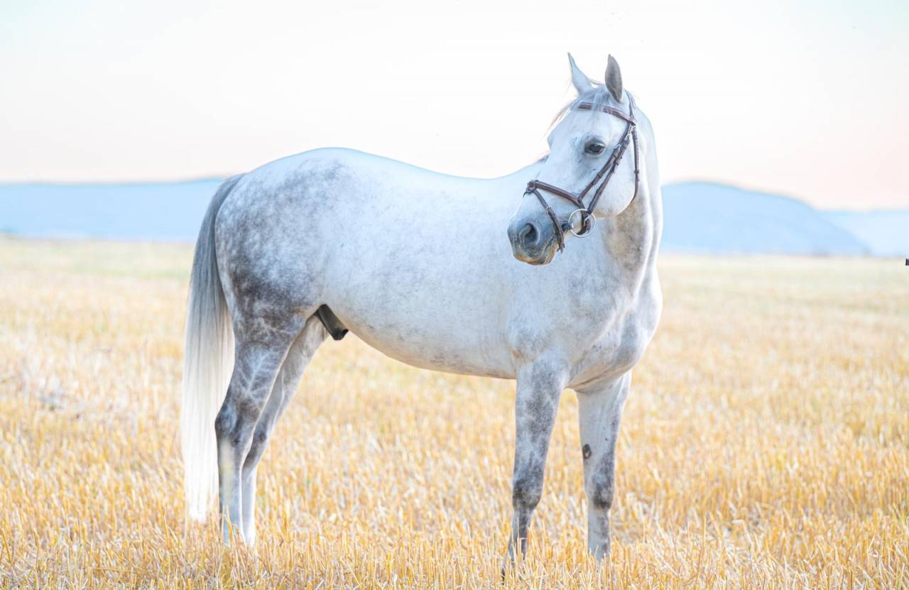 Ruin Franse rijpony PFS Te koop 2017 Schimmel