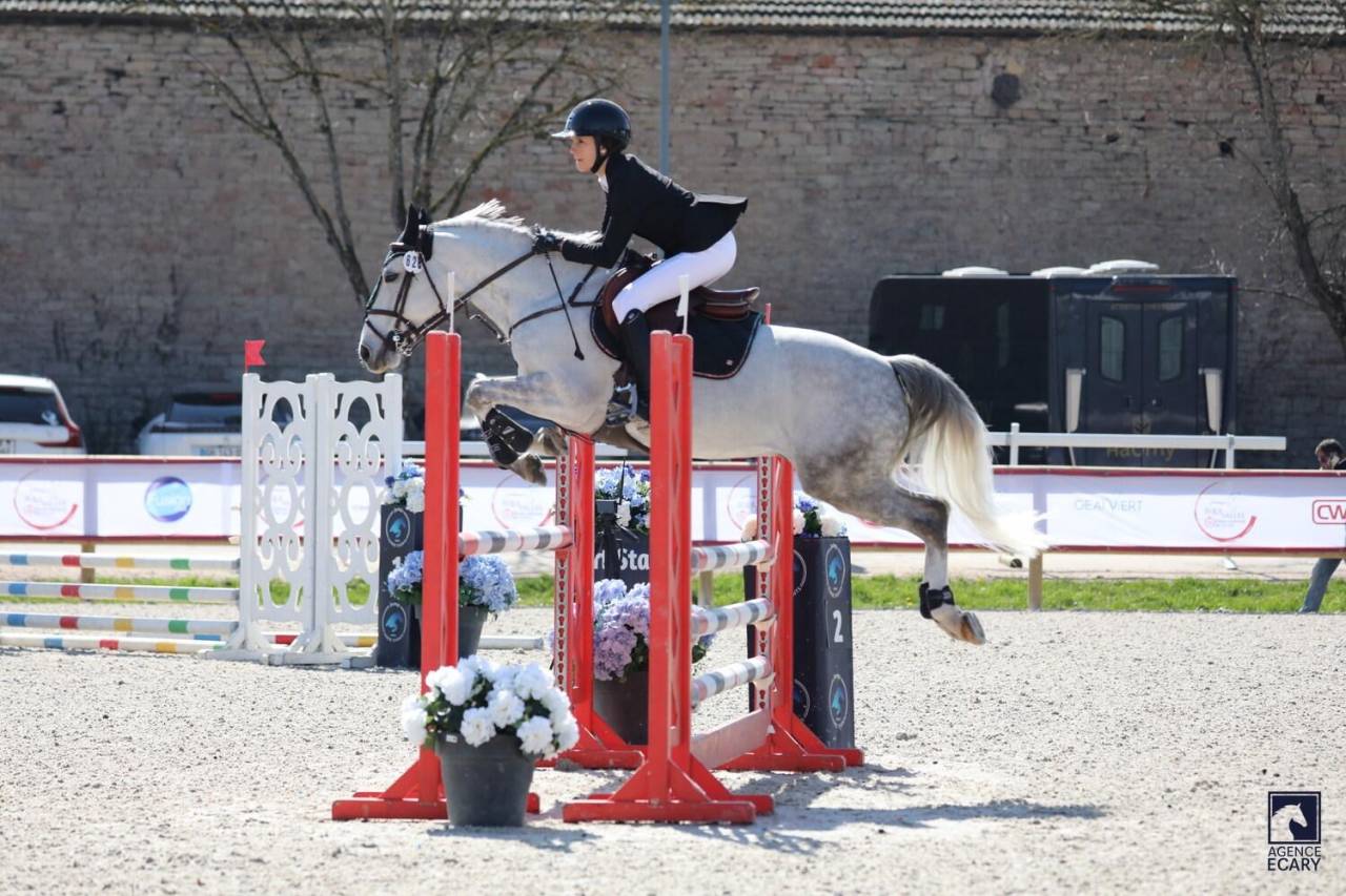 Ruin Franse rijpony PFS Te koop 2017 Schimmel