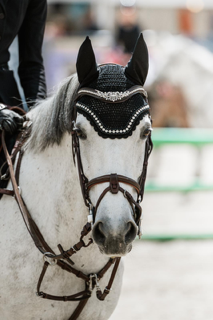 Ruin Franse rijpony PFS Te koop 2017 Schimmel
