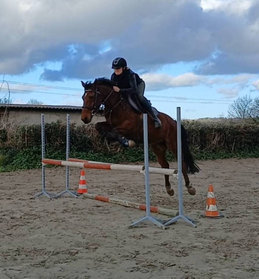 Ruin Franse rijpony PFS Te koop 2019 Donker bruin / bai ,  MEXICO DE CAUDARD