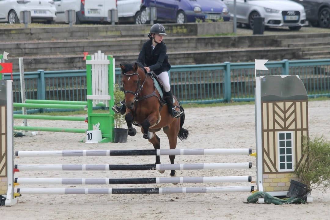 Ruin Franse rijpony PFS Te koop 2019 Donker bruin / bai ,  MEXICO DE CAUDARD