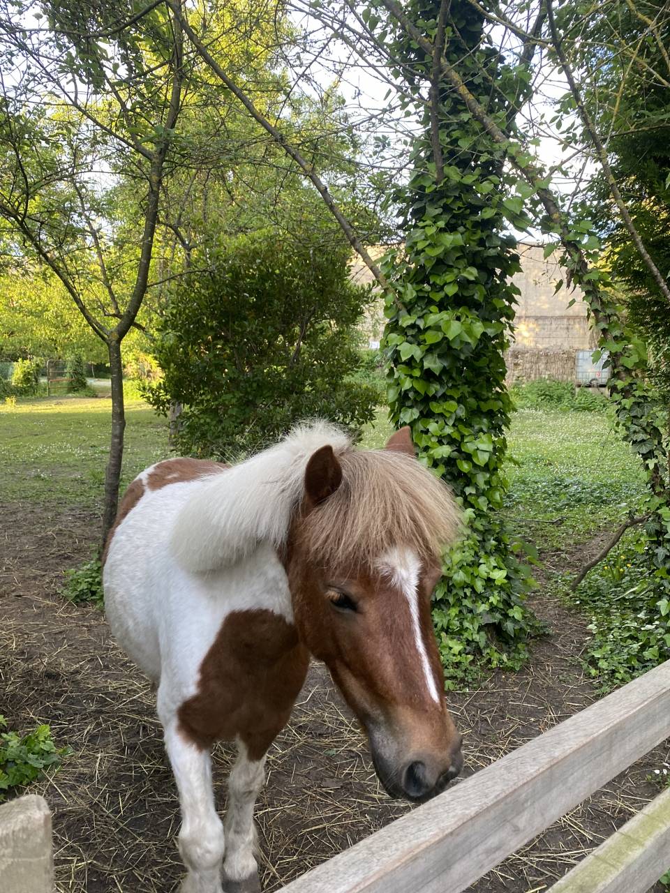 Merrie Shetland Te koop 2019 Bontzwart