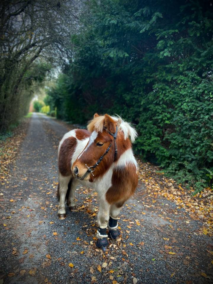 Merrie Shetland Te koop 2019 Bontzwart