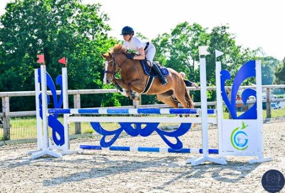 Merrie Franse rijpony PFS Te koop 2020 Vos ,  Very star kerveyer