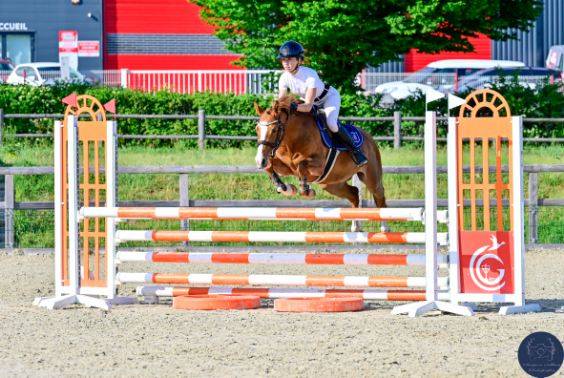 Merrie Franse rijpony PFS Te koop 2020 Vos ,  Very star kerveyer