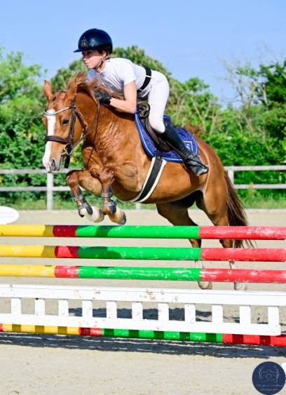Merrie Franse rijpony PFS Te koop 2020 Vos ,  Very star kerveyer