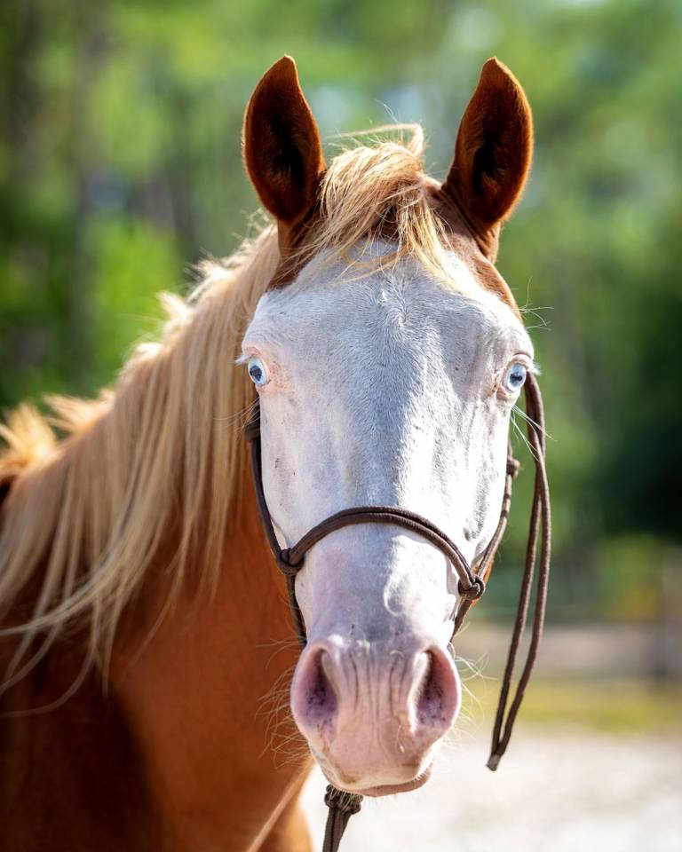 Hengst Paint Horse Te koop 2024 Overo ,  Ndjoyjessieenterprise