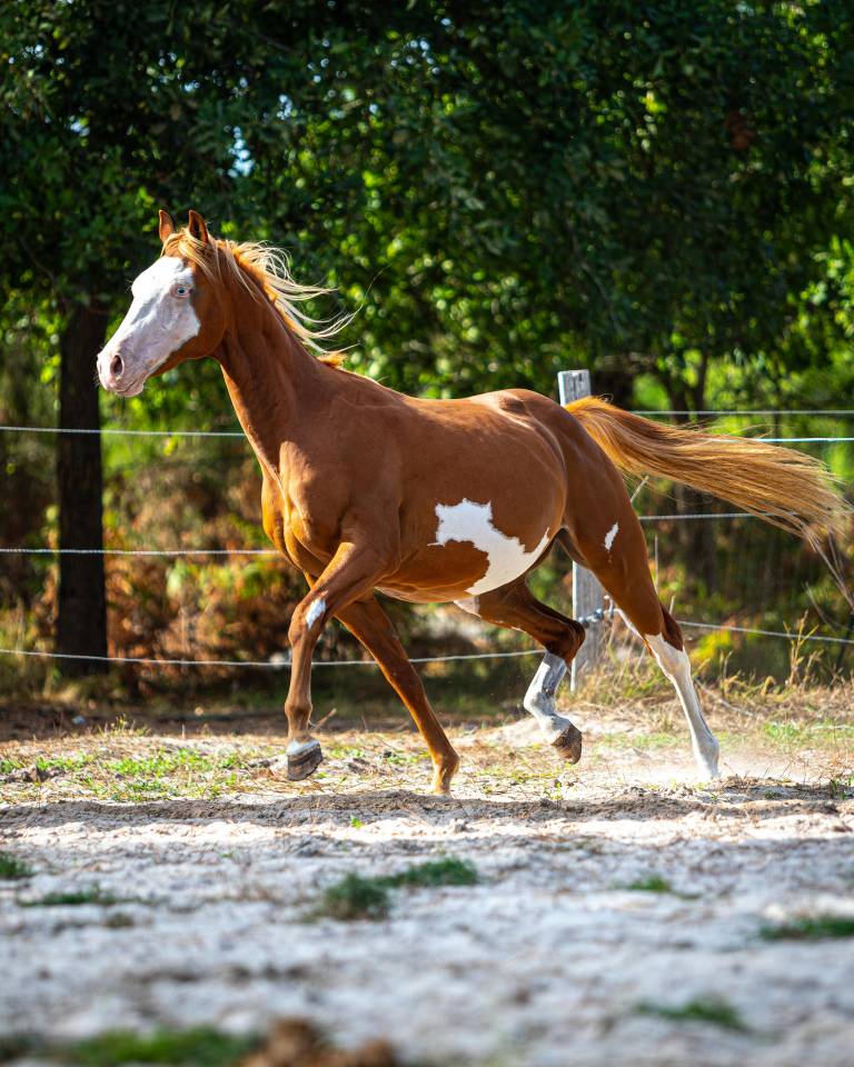 Hengst Paint Horse Te koop 2024 Overo ,  Ndjoyjessieenterprise