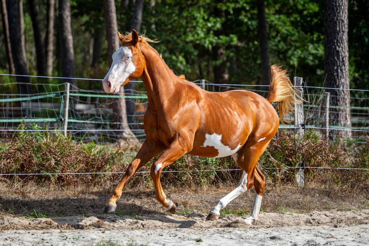 Hengst Paint Horse Te koop 2024 Overo ,  Ndjoyjessieenterprise
