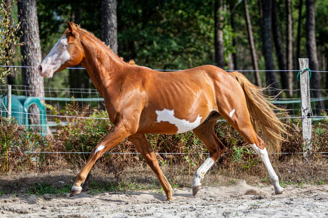 Hengst Paint Horse Te koop 2024 Overo ,  Ndjoyjessieenterprise