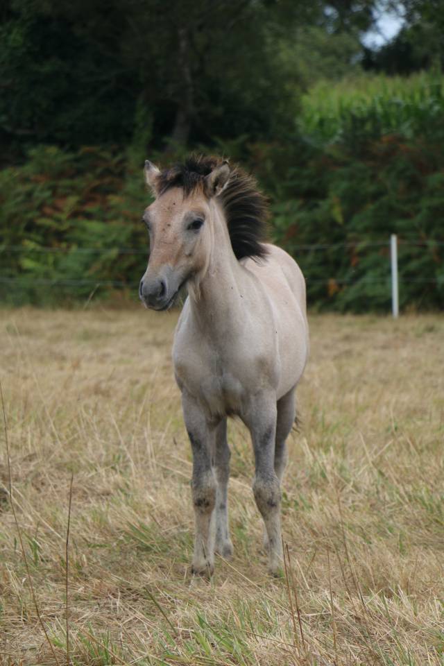 Veulen (vr) Highland Te koop 2026 Schimmel ,  BALMORAL MACGREGOR