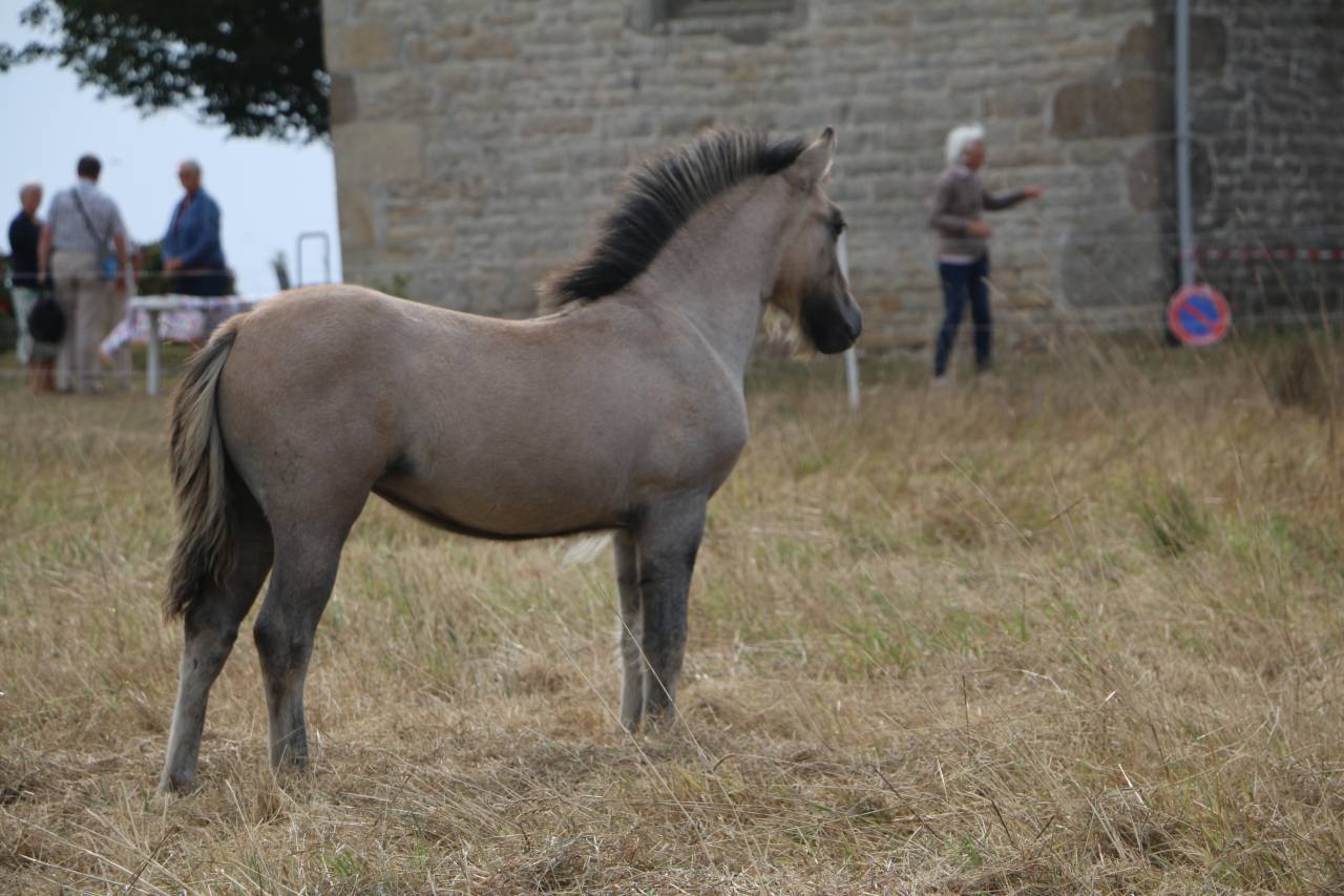Veulen (vr) Highland Te koop 2026 Schimmel ,  BALMORAL MACGREGOR