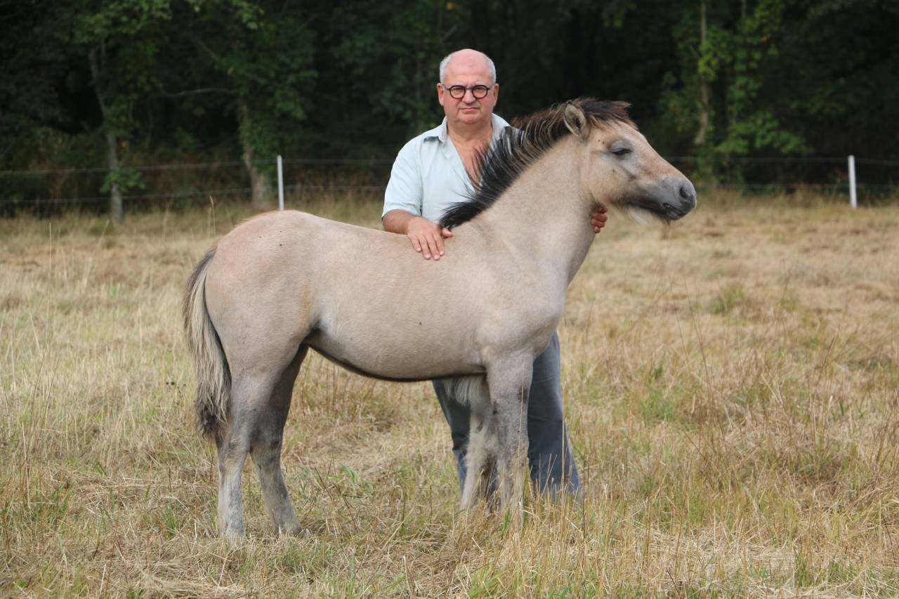 Veulen (vr) Highland Te koop 2026 Schimmel ,  BALMORAL MACGREGOR
