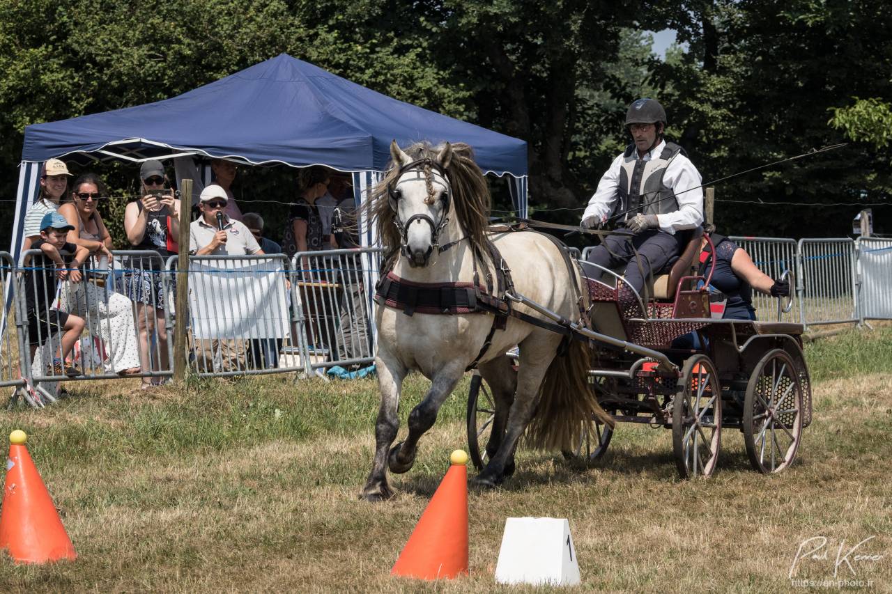 Veulen (vr) Highland Te koop 2026 Schimmel ,  BALMORAL MACGREGOR