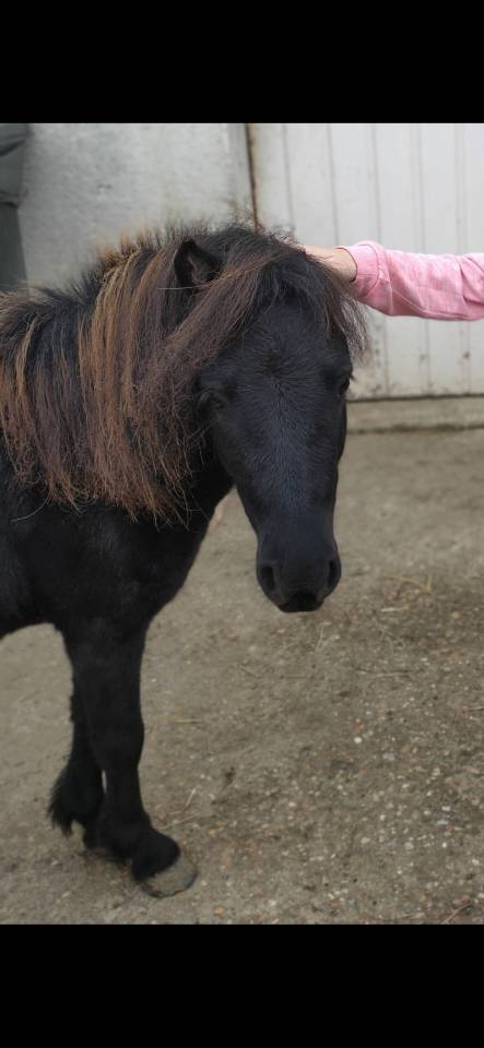 Dekhengst Shetland Te koop 2022 Zwart
