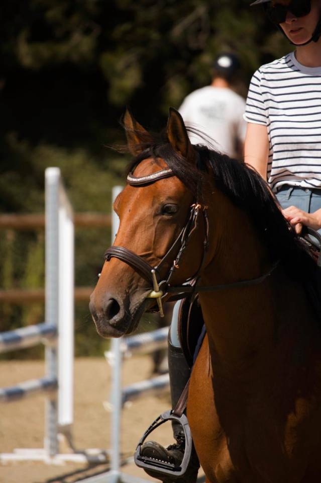 Merrie Andere pony rassen Te koop 2021 Donker bruin / bai
