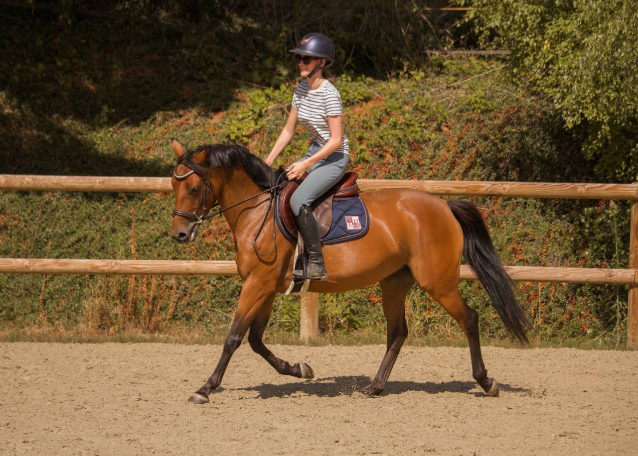 Merrie Andere pony rassen Te koop 2021 Donker bruin / bai