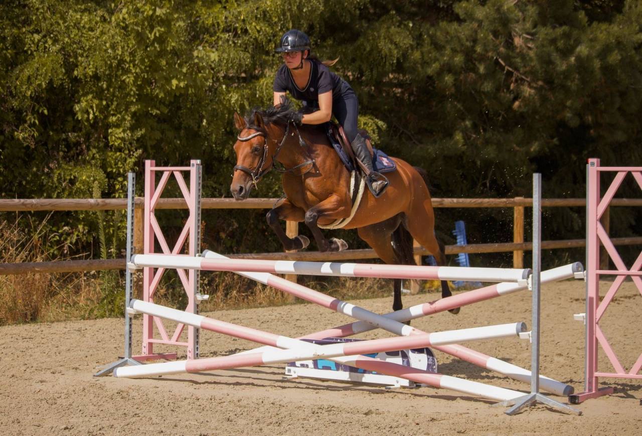 Merrie Andere pony rassen Te koop 2021 Donker bruin / bai