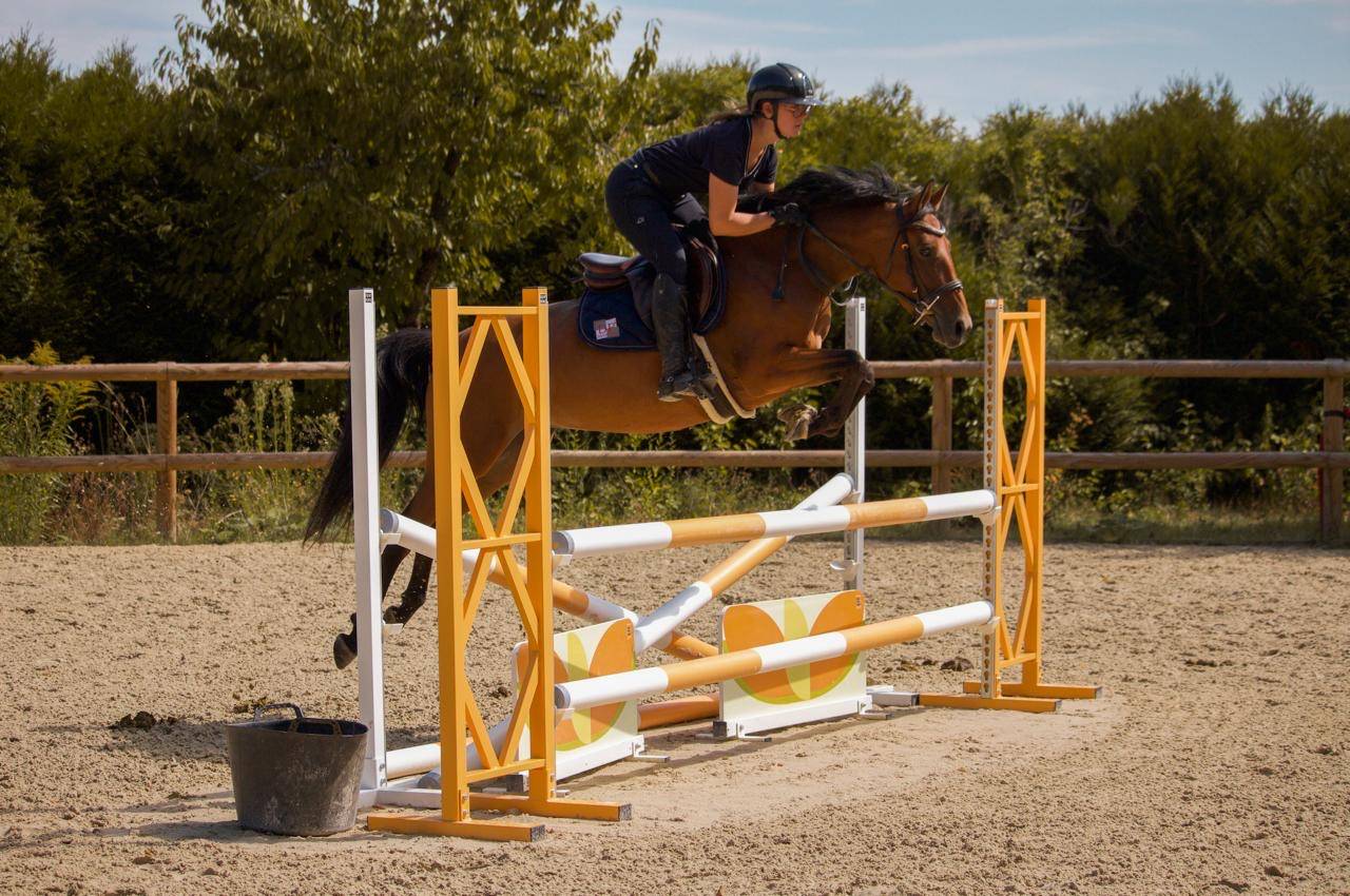 Merrie Andere pony rassen Te koop 2021 Donker bruin / bai
