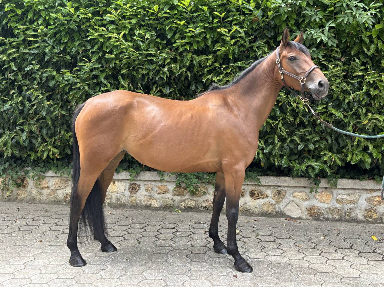 Merrie Andere pony rassen Te koop 2021 Donker bruin / bai