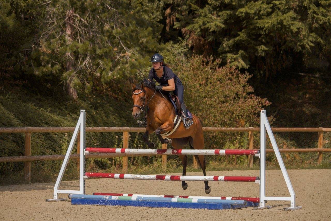 Merrie Andere pony rassen Te koop 2021 Donker bruin / bai
